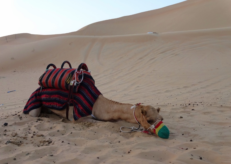 A camel with the hmmmph