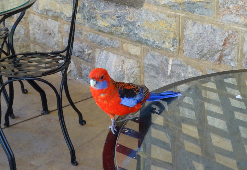 Crimson rosella at Jenolan