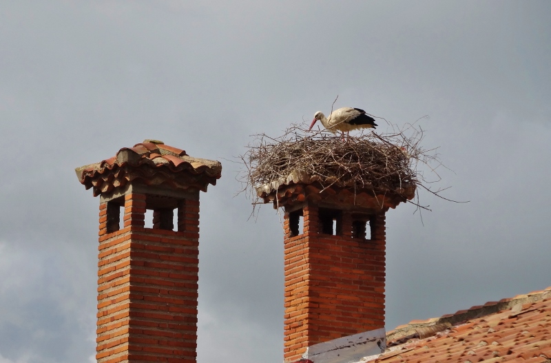 Stork nest