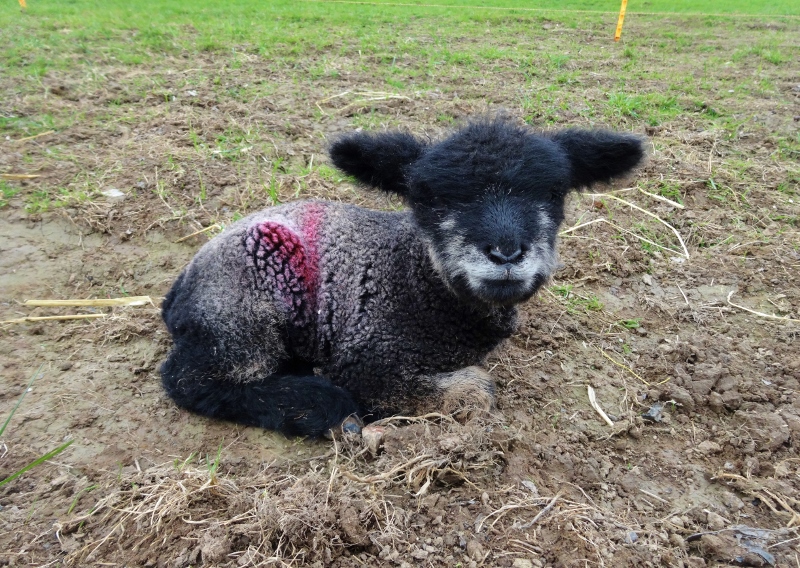 Looking sheepish 