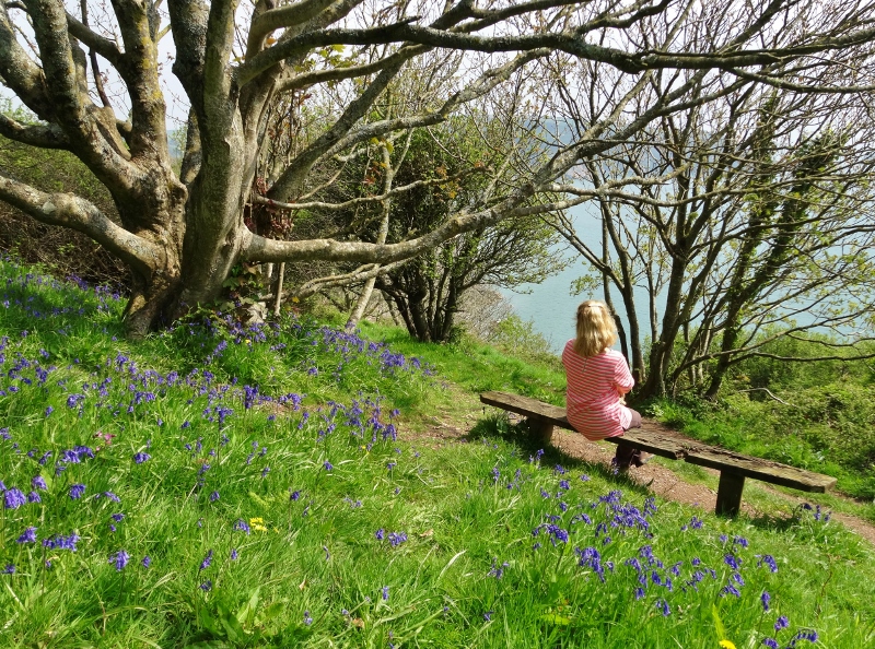 Amongst the bluebells on the SW Coastal Path