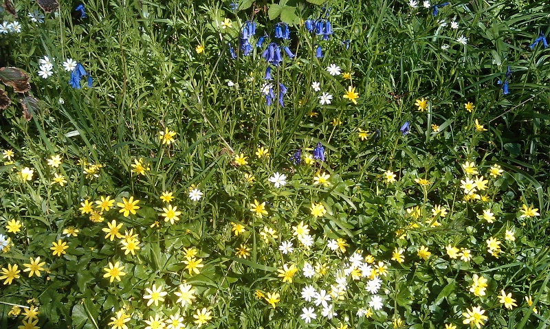 Wildflowers on the Cuckoo Trail Polegate 