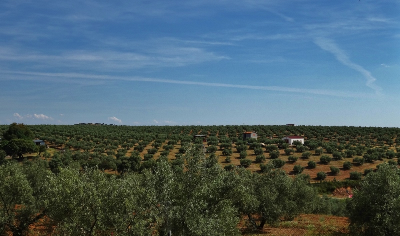 Our view over olive trees