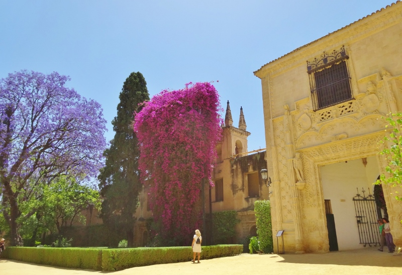Jacaranda tree and bougainvillea un the Alcazar gardens