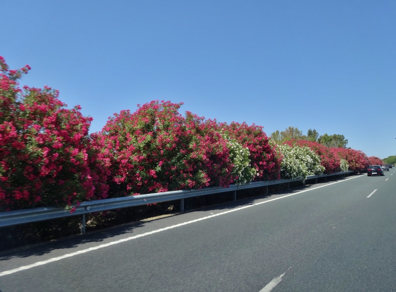 Oleander lined freeway