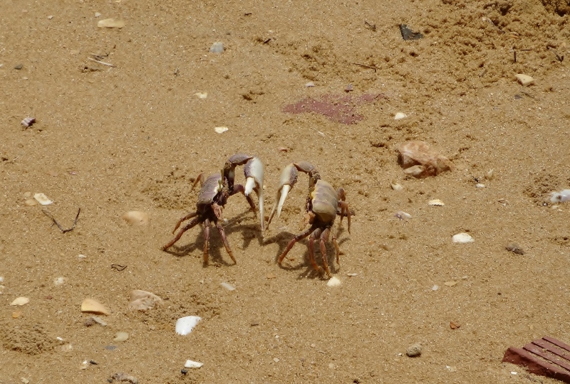 Two fiddler crabs either courting or in combat......