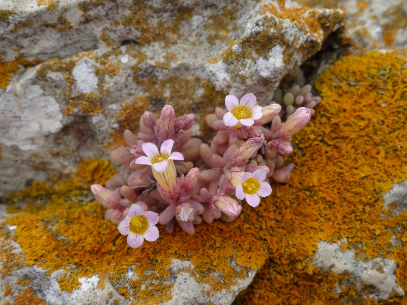 I havent managed to identify it but its beautiful