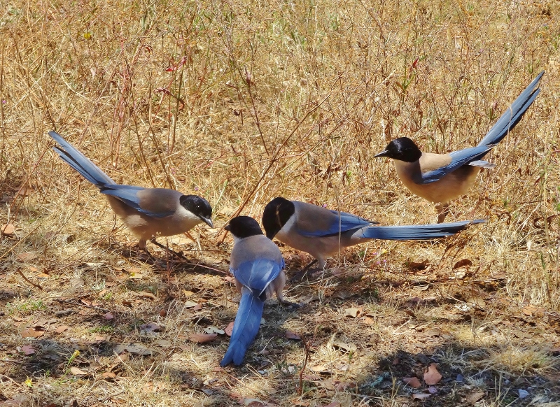 Azure Winged Magpies plotting....