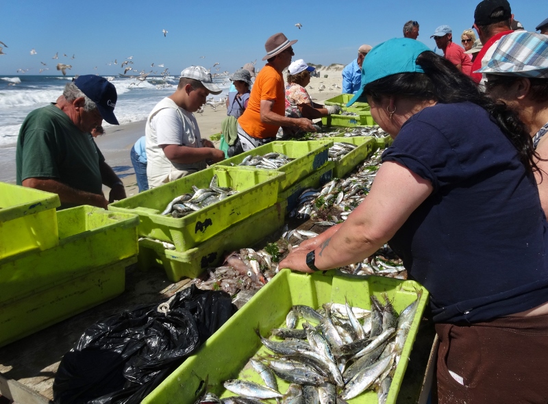 Fish and seafood sorting