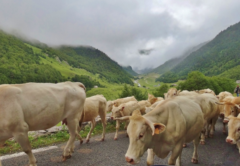 We did our own running of the.....cows, from inside Eileen