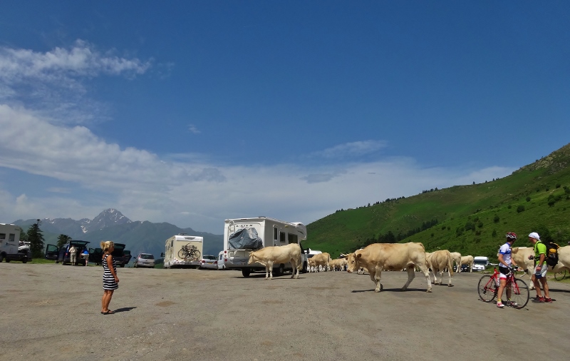 Cows and cyclists on the Col d’ Aspin
