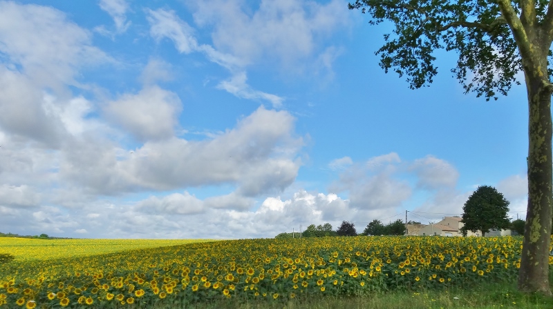 Gorgeous sunflower fields