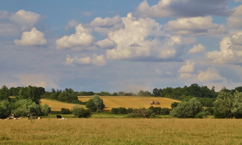 Harvest time in Essex