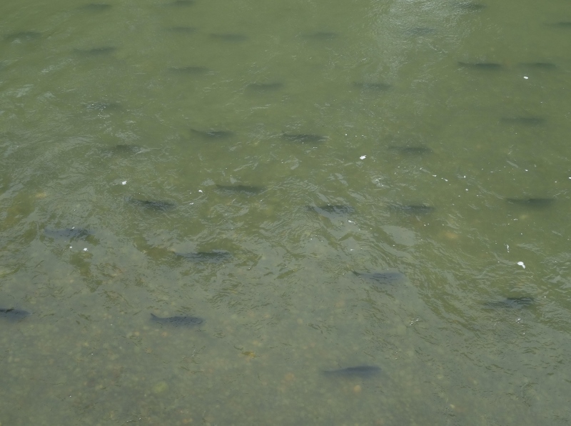 They swim in wonderful straight lines with their mouths open...