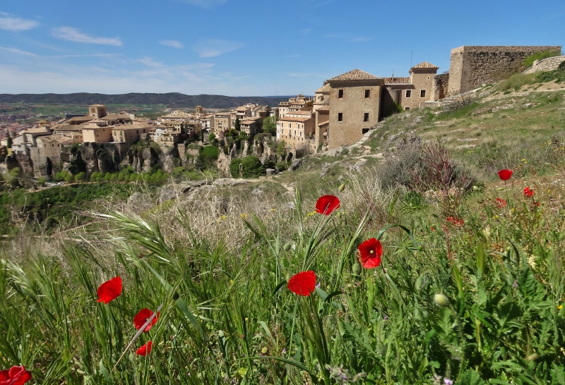 Poppies in Cuenca