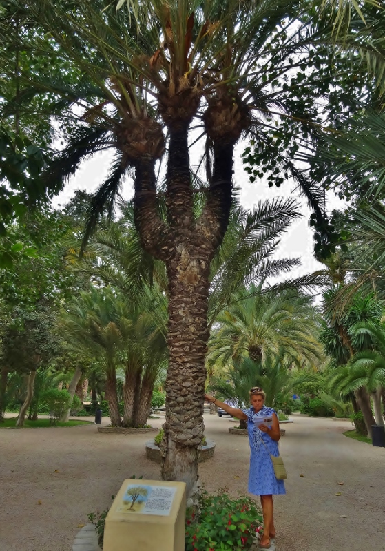The five branched Candelabra Palm in the Parque Municipal