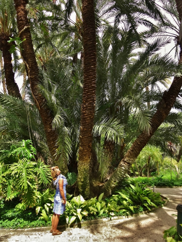 Huge palms in the Huerto del Cura