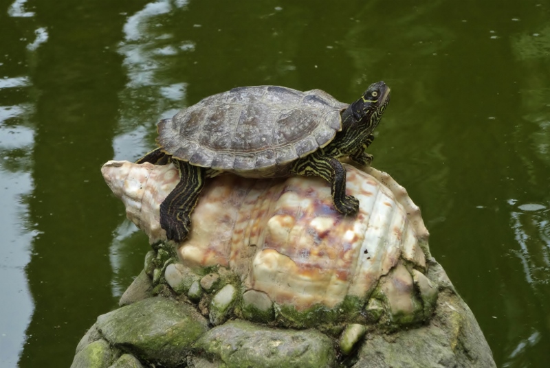  I didnt like to tell him that it wasnt a female terrapin
