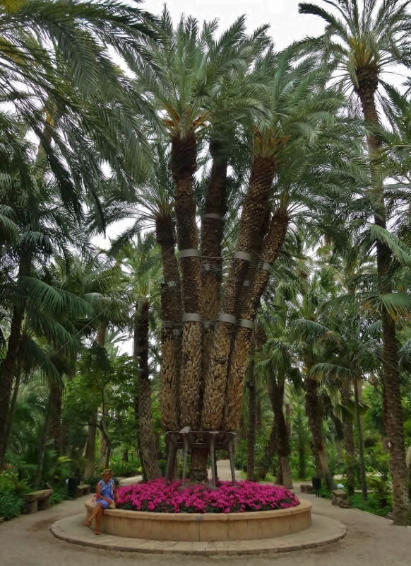 The well supported seven branched Imperial Palm in the Huerto del Cura