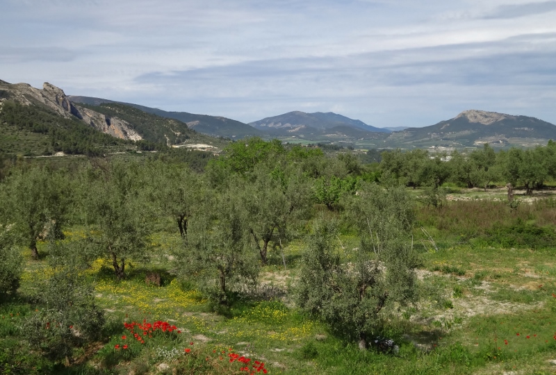 Poppies and olive trees near Benasau