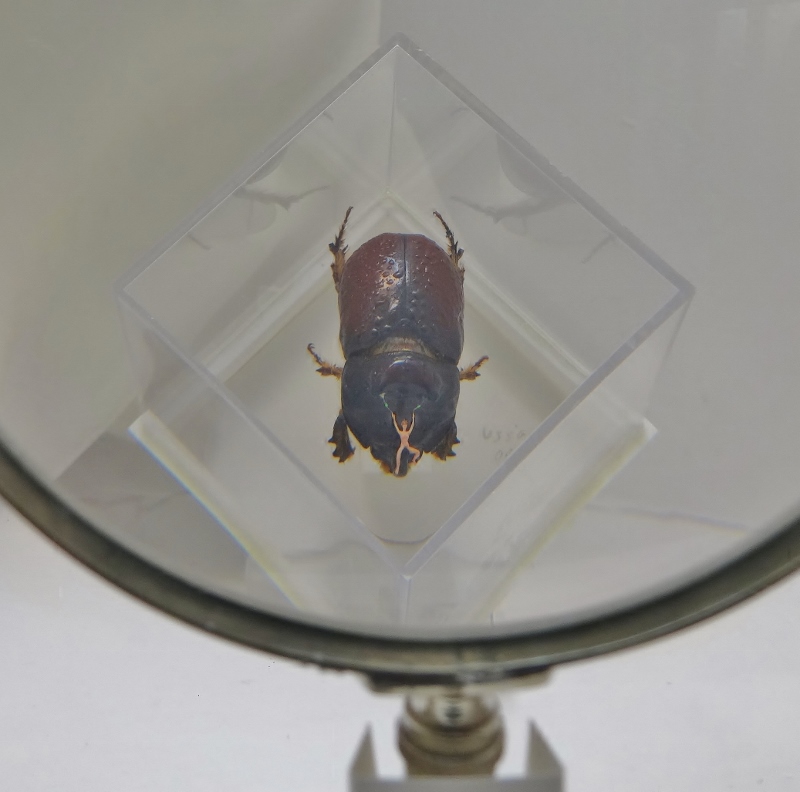 And a tiny man on a small beetle