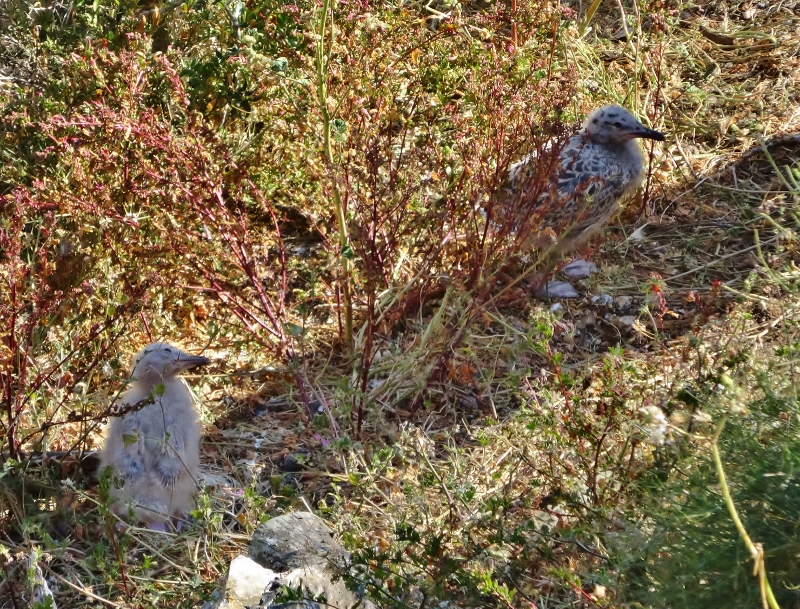 Two very young seagulls 