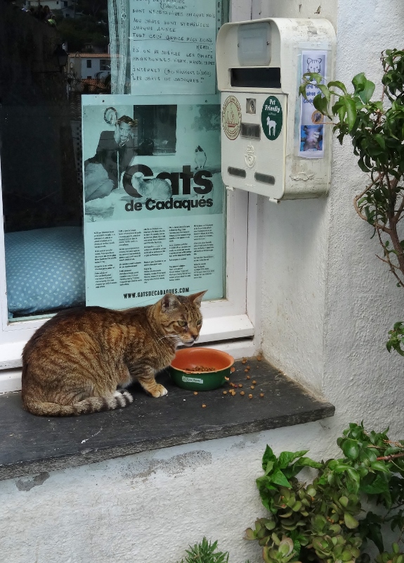 Cats of Cadaques