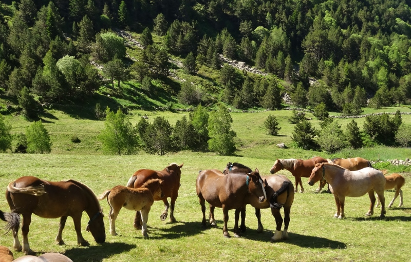 Horses in the Vall de Incles