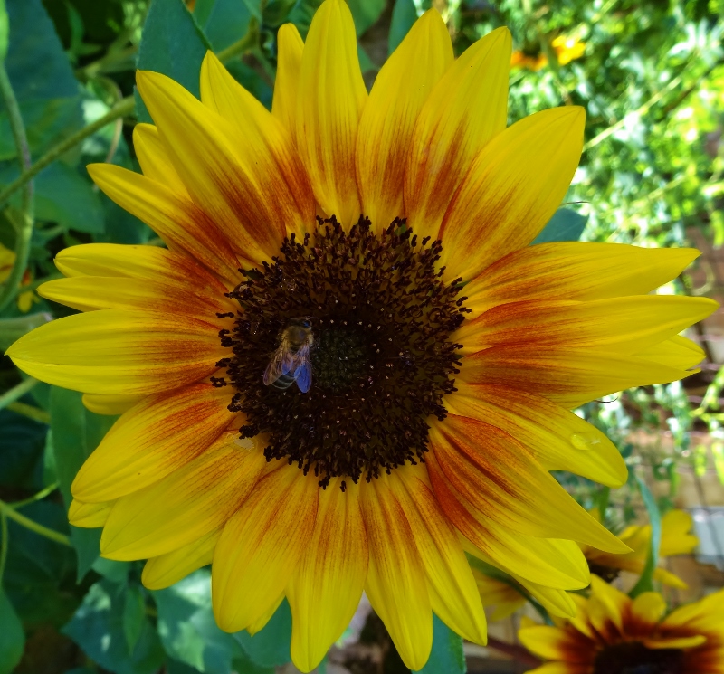 Sunshine in Albi