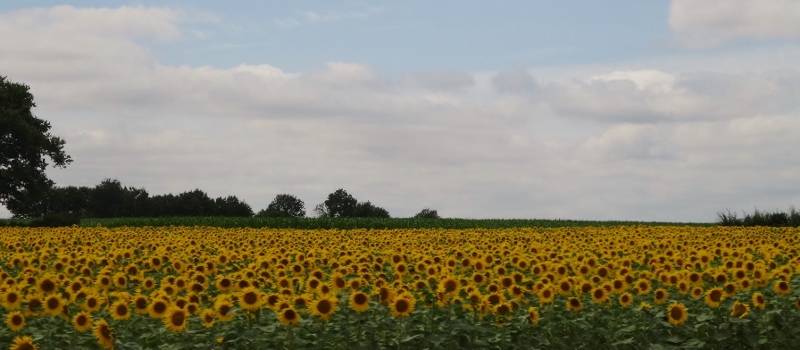 Passing fields of sunflowers