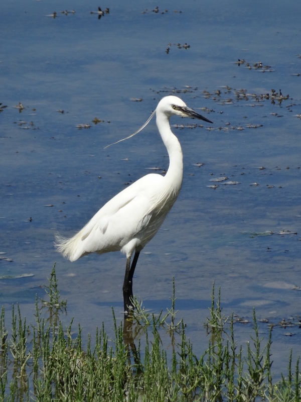 Heron by the Odet River