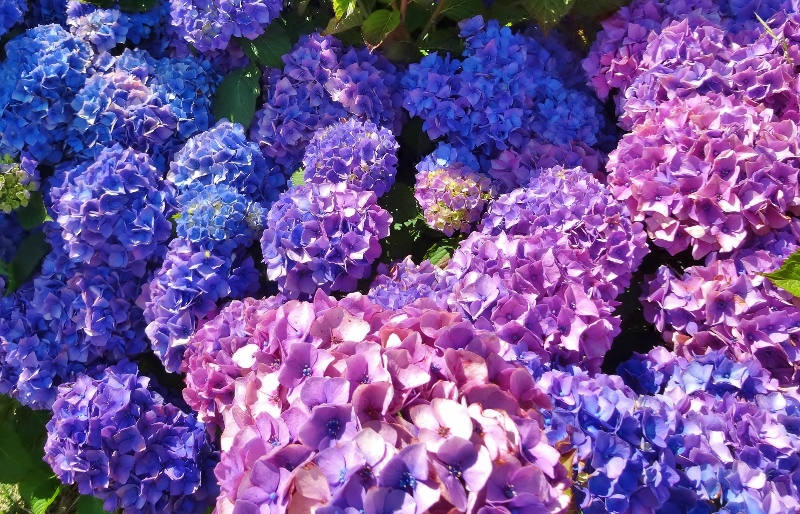 Even on a cloudy day they glow with colour