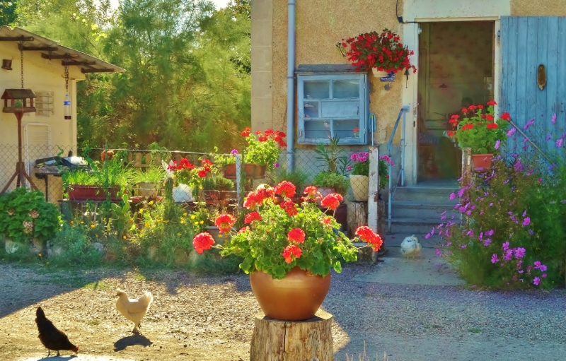 Chickens and flowers at a lock keepers cottage
