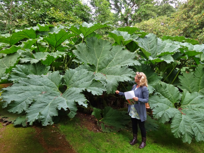 It's a bit big to be rhubarb....?