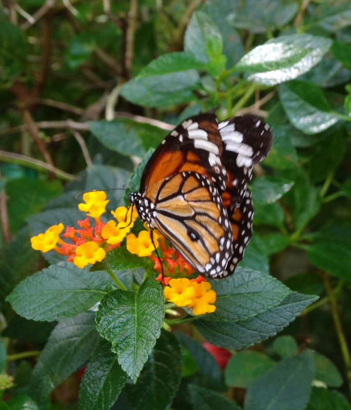 At the Butterfly Farm near Chiang Mai 