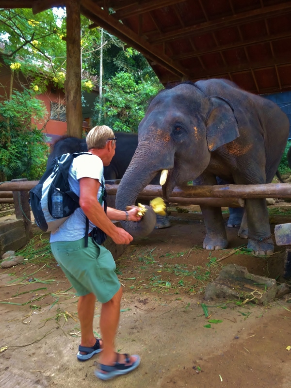 Result = Elephant 10 Rodney 0