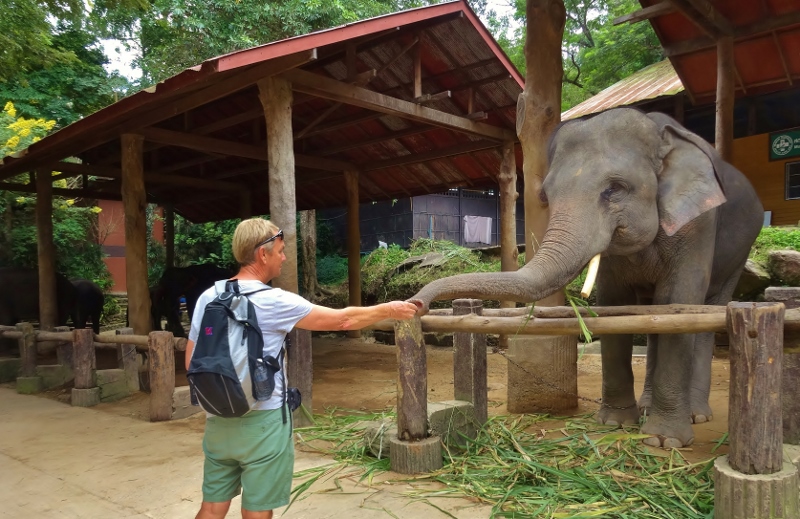 Smiling elephant eating with good manners at Mae Sa Elephant Camp