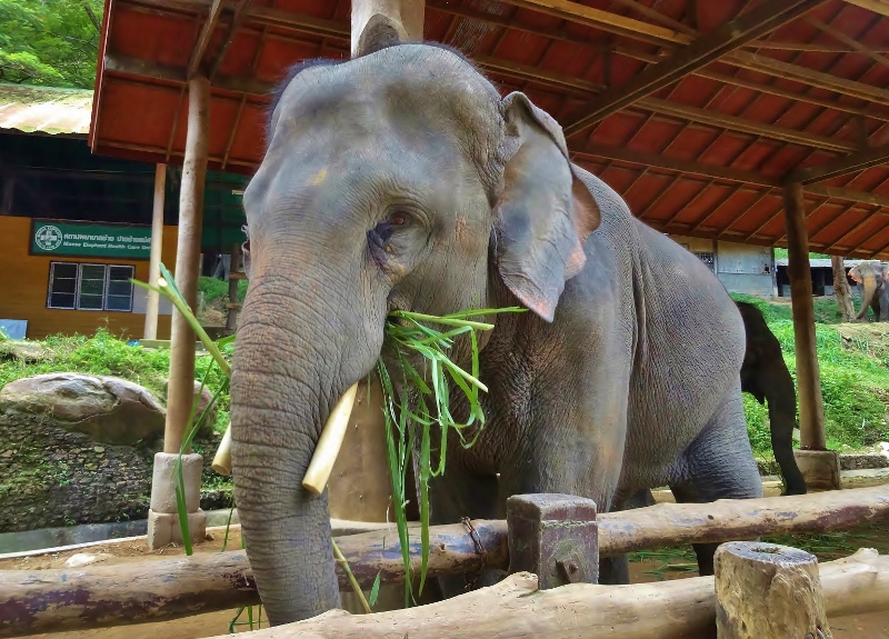 Mae Sa Elephant Camp