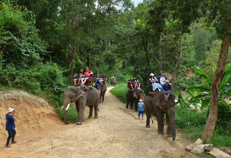 Looking back at our fellow travellers from the top of an elephant