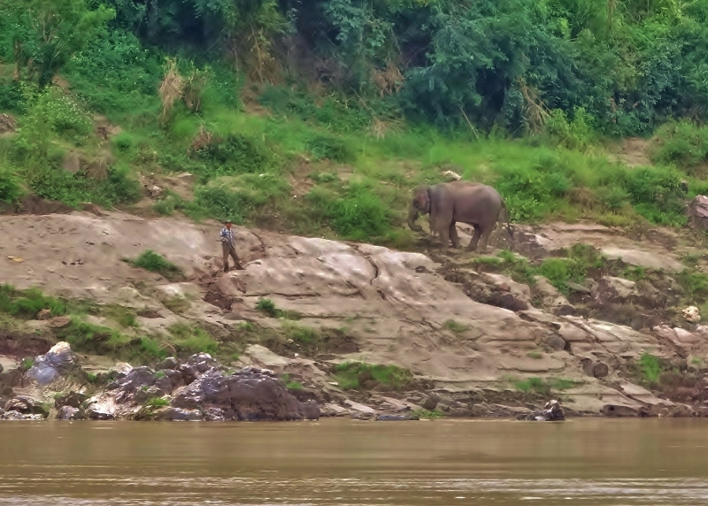 Elephant bathing near Pak Beng