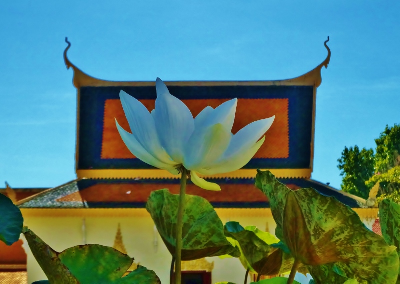 Lotus flower and the Royal Palace
