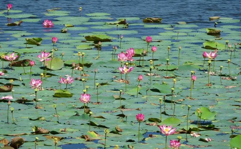 Water lilies in the Angkor Archaeological Park