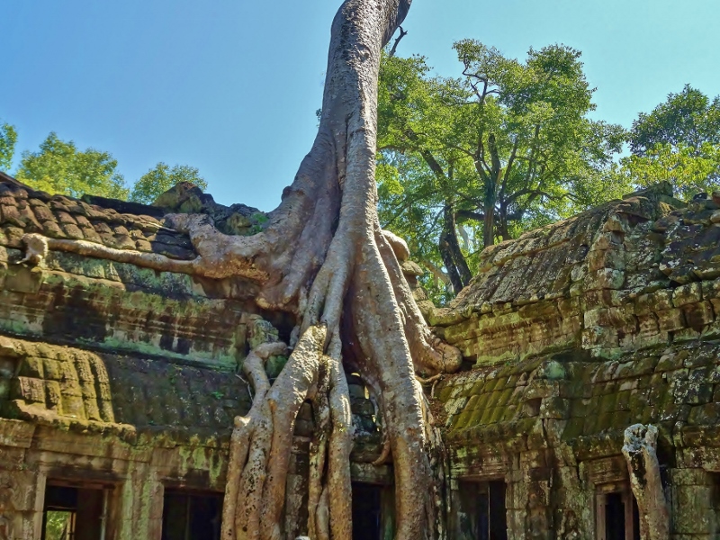 Temple eating tree at Preah Khan, Angkor, Cambodia
