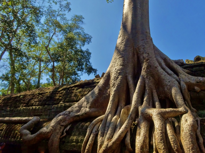 Ta Prohm
