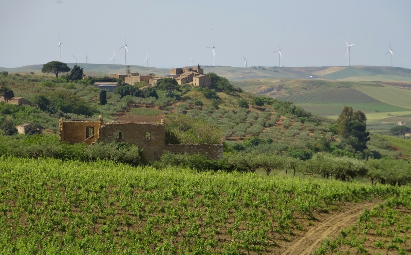 Vineyards near Salemi