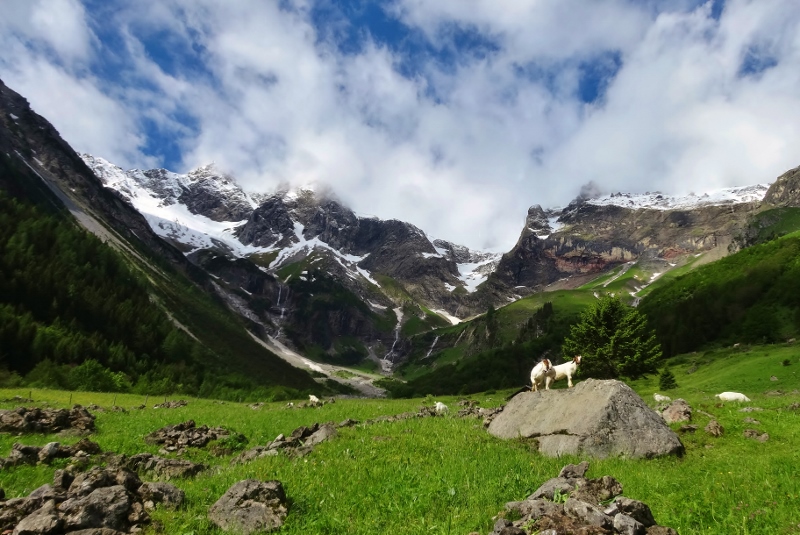Goats beside the road from Brand to the Lünerseebahn
