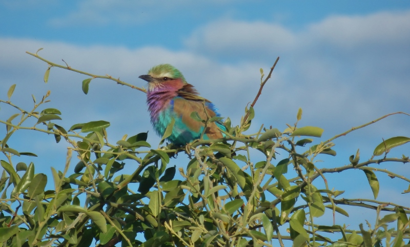 A lilac breasted roller